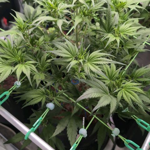 Strawberry Gorilla  #2 growlog timeline photo