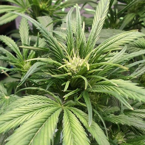 Strawberry Gorilla  #1 growlog timeline photo