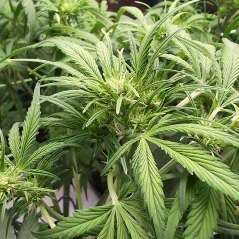 Strawberry Gorilla  #3 growlog timeline photo