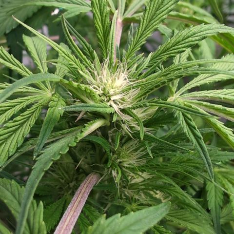 Frostbanger  #1 growlog timeline photo