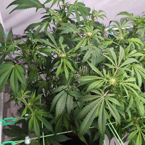 Frostbanger  #1 growlog timeline photo