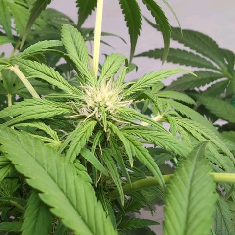 Frostbanger  #3 growlog timeline photo