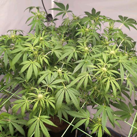 Frostbanger  #3 growlog timeline photo