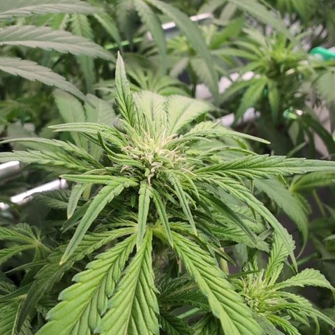 Frostbanger  #2 growlog timeline photo