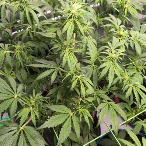 Frostbanger  #2 growlog timeline photo