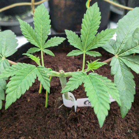 Triple Mints XXL  #1 growlog timeline photo