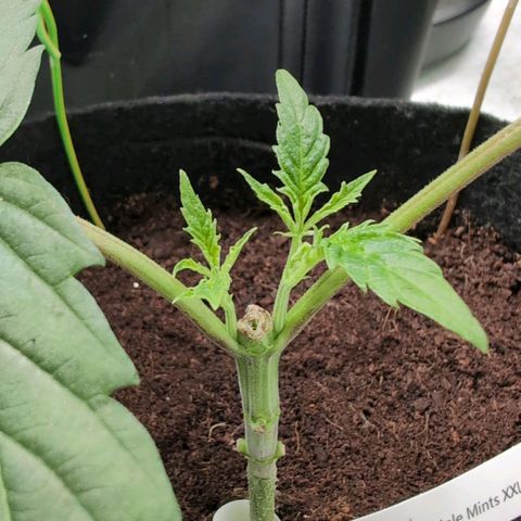 Triple Mints XXL  #2 growlog timeline photo