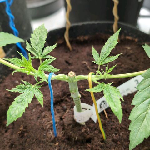 Triple Mints XXL  #3 growlog timeline photo