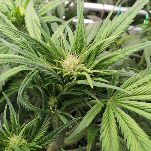 Strawberry Gorilla  #1 growlog timeline photo