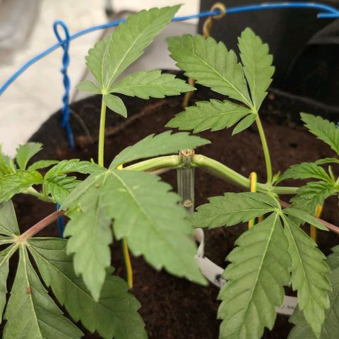 Sticky Berry Mints XXL  #1 growlog timeline photo