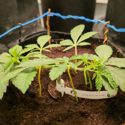 Sticky Berry Mints XXL  #2 growlog timeline photo