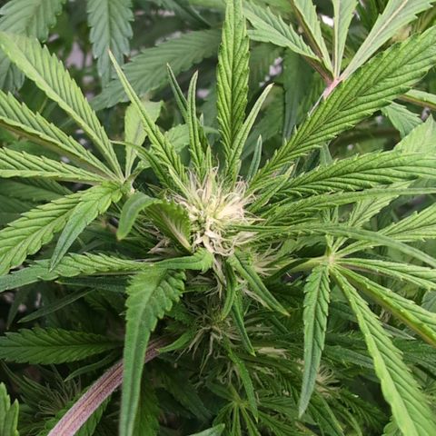 Frostbanger  #1 growlog timeline photo