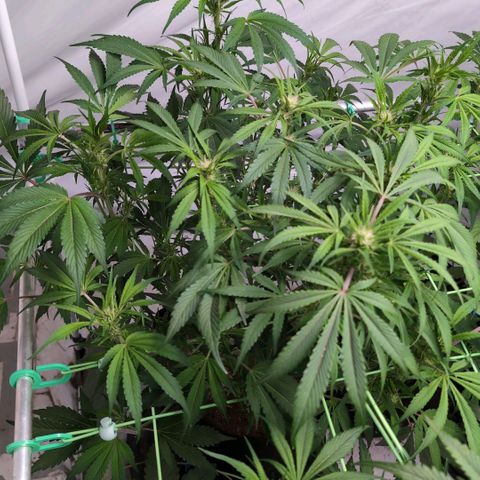 Frostbanger  #1 growlog timeline photo