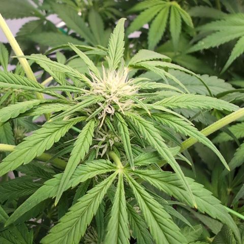 Frostbanger  #3 growlog timeline photo