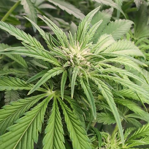Frostbanger  #2 growlog timeline photo