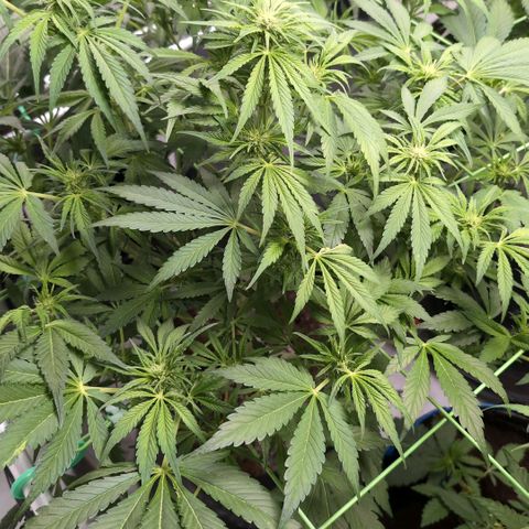 Frostbanger  #2 growlog timeline photo