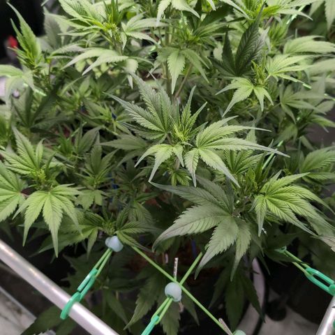 Strawberry Gorilla  #2 growlog timeline photo