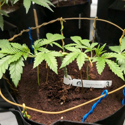 Sticky Berry Mints XXL  #3 growlog timeline photo