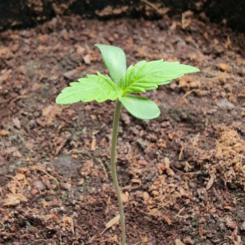 Cherry Bush F1 #2 growlog timeline photo