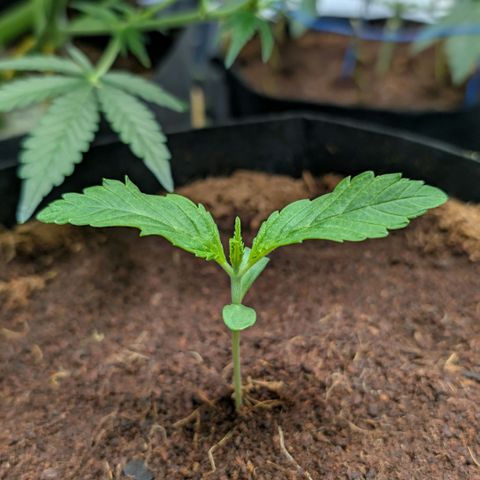 Cherry Bush F1 #2 growlog timeline photo