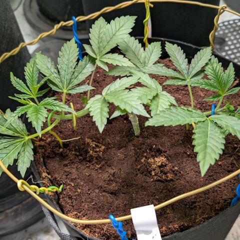 Sticky Berry Mints XXL  #3 growlog timeline photo
