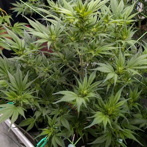 Strawberry Gorilla  #2 growlog timeline photo
