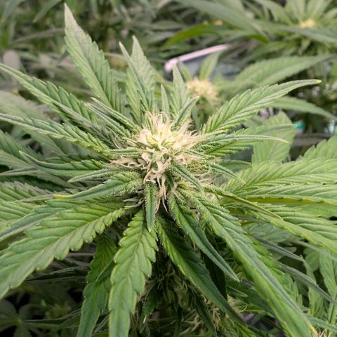 Frostbanger  #2 growlog timeline photo