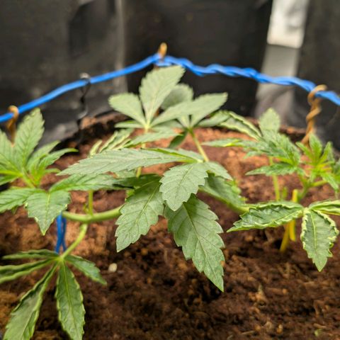 Sticky Berry Mints XXL  #2 growlog timeline photo