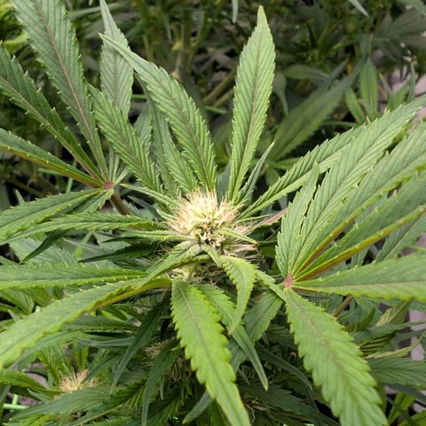 Frostbanger  #1 growlog timeline photo