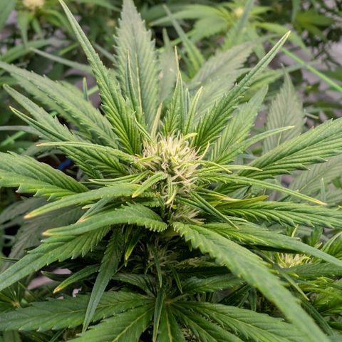 Strawberry Gorilla  #1 growlog timeline photo