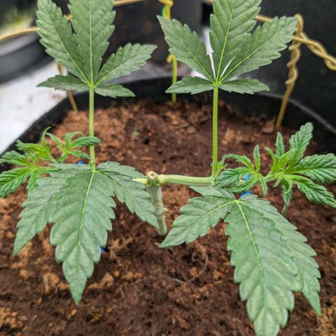 Triple Mints XXL  #1 growlog timeline photo
