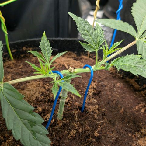 Triple Mints XXL  #2 growlog timeline photo
