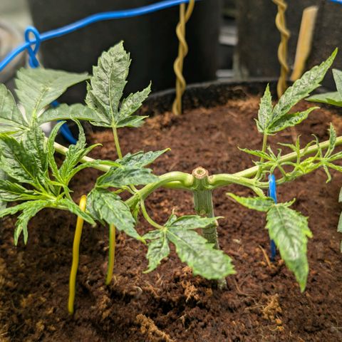 Triple Mints XXL  #3 growlog timeline photo