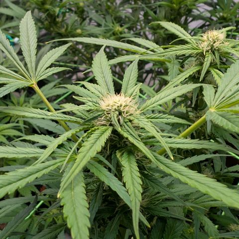 Frostbanger  #3 growlog timeline photo