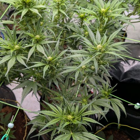 Strawberry Gorilla  #1 growlog timeline photo