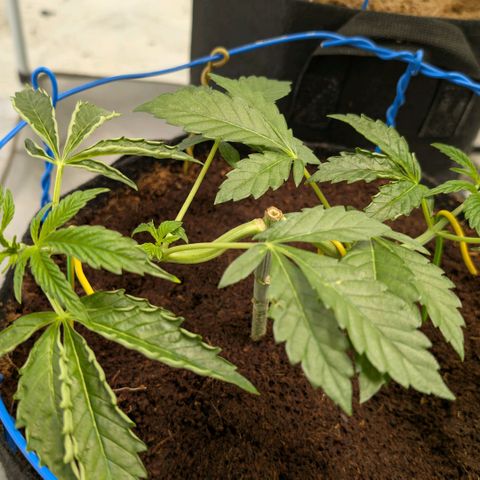 Sticky Berry Mints XXL  #1 growlog timeline photo