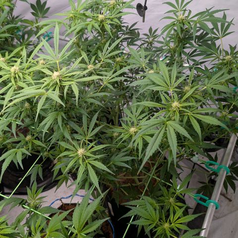 Frostbanger  #3 growlog timeline photo