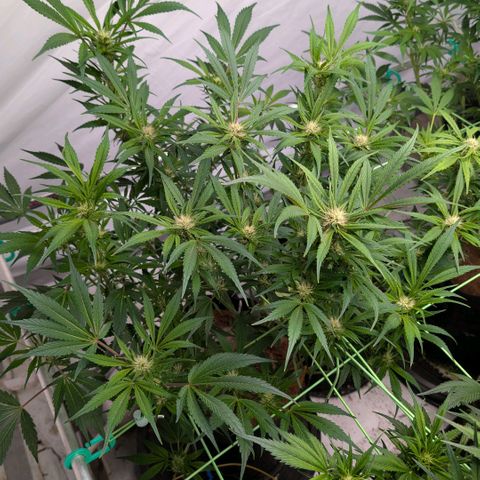 Frostbanger  #1 growlog timeline photo