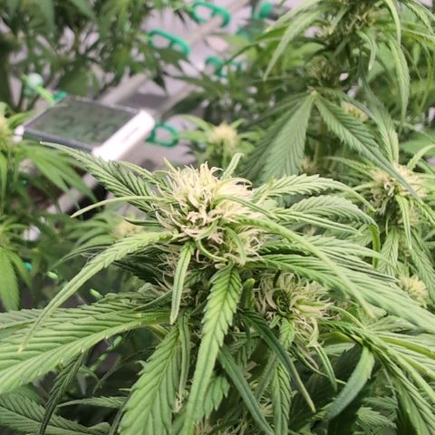 Strawberry Gorilla  #3 growlog timeline photo