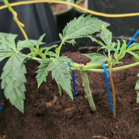Triple Mints XXL  #2 growlog timeline photo