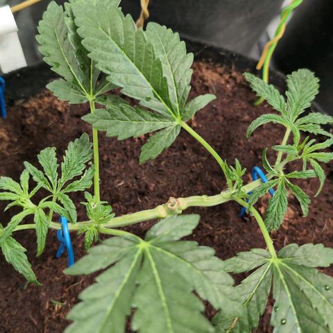 Triple Mints XXL  #1 growlog timeline photo