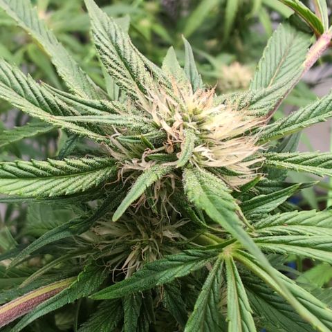 Frostbanger  #1 growlog timeline photo