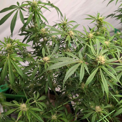 Frostbanger  #1 growlog timeline photo