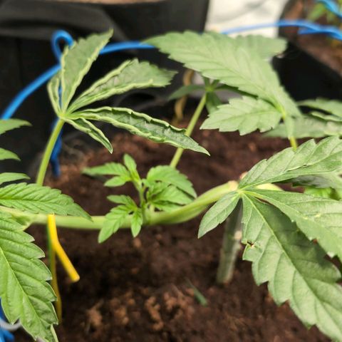 Sticky Berry Mints XXL  #1 growlog timeline photo