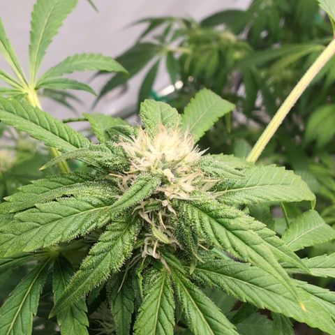 Frostbanger  #3 growlog timeline photo