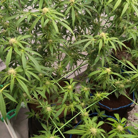 Frostbanger  #3 growlog timeline photo