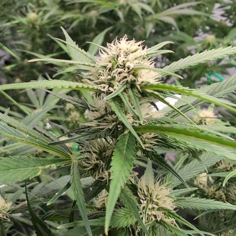 Strawberry Gorilla  #3 growlog timeline photo