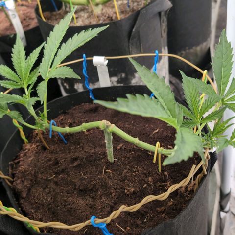 Sticky Berry Mints XXL  #3 growlog timeline photo
