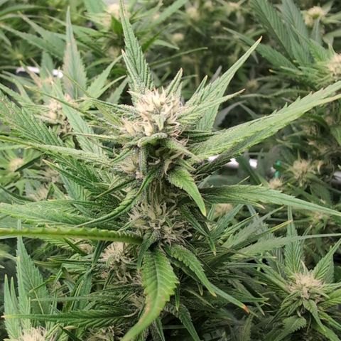 Strawberry Gorilla  #1 growlog timeline photo