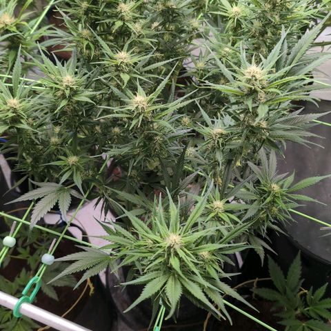 Strawberry Gorilla  #1 growlog timeline photo